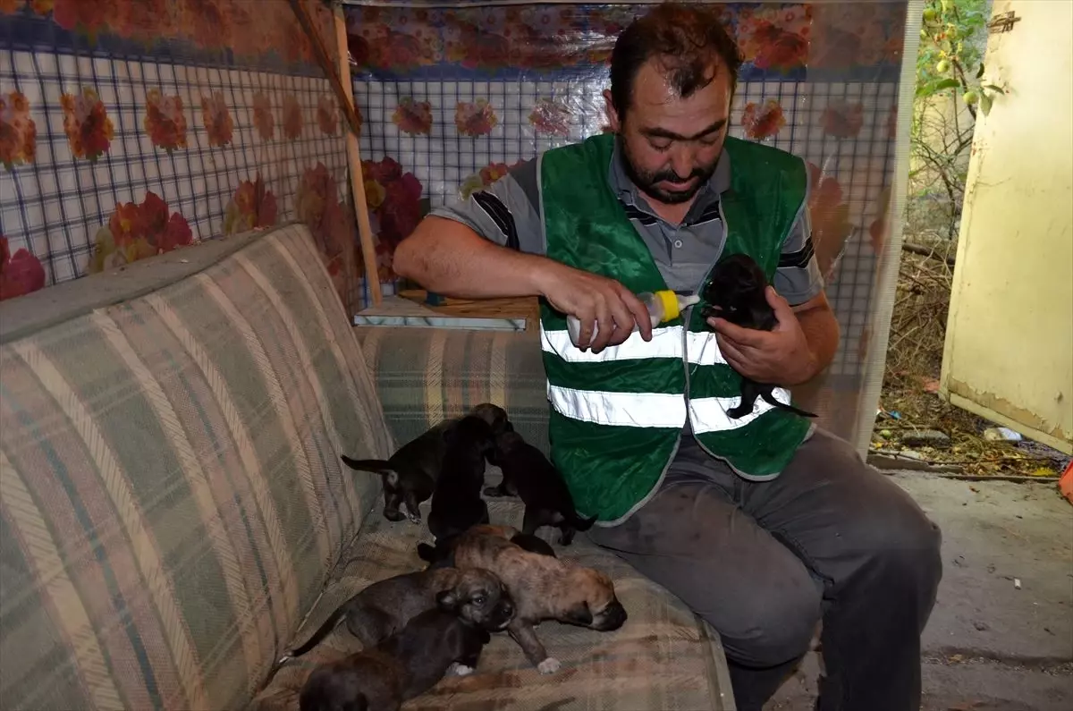 Anneleri ölen 8 köpek yavrusuna belediye işçisi sahip çıktı Haberler