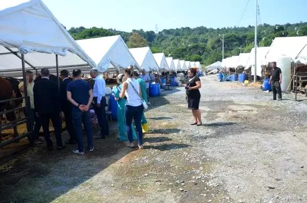 (Düzelterek yeniden) - İstanbul'da Anadolu'dan getirilen kurbanlıklar için aralıksız denetim (Düzelterek yeniden) - İstanbul'da Anadolu'dan getirilen kurbanlıklar için aralıksız denetim