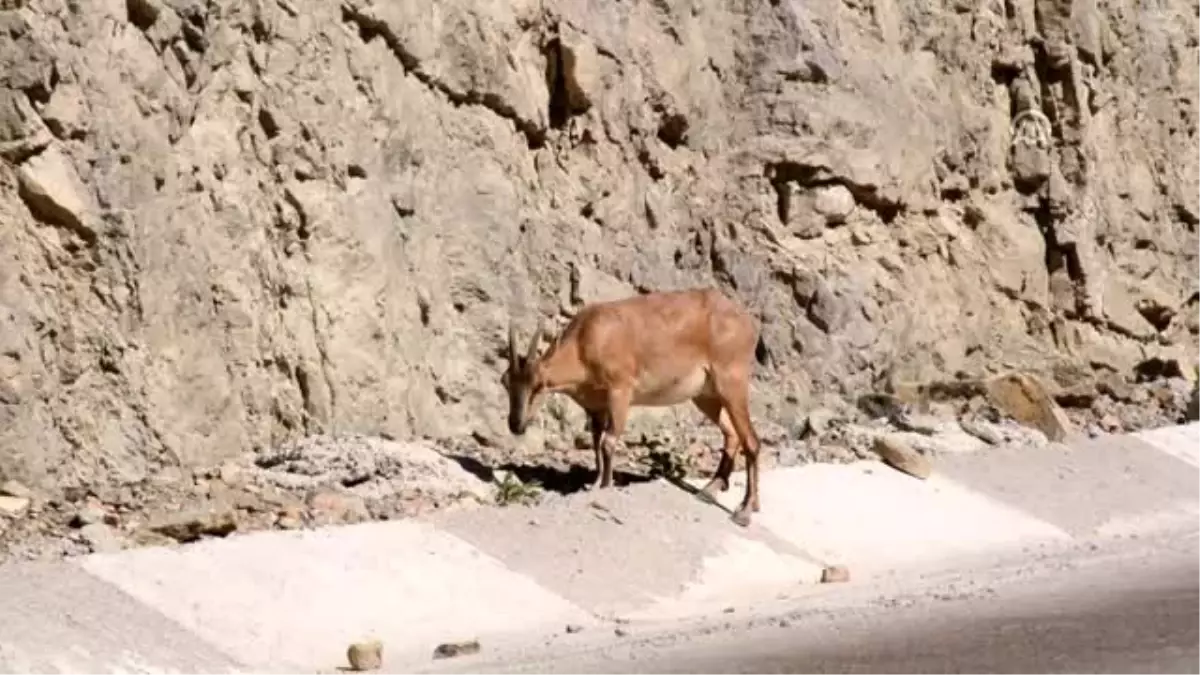 Gümüşhane'de yaban keçisi artıyor