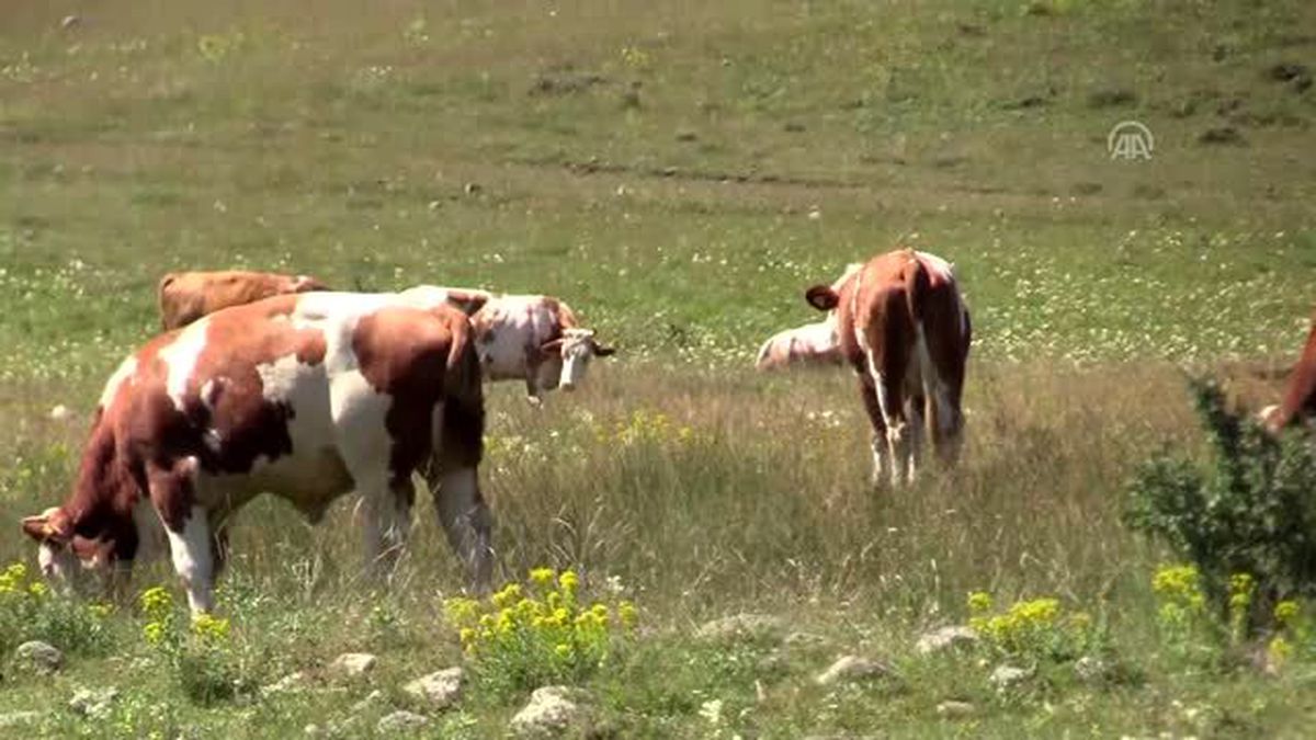 Huzuru Köyde Bulanlar - 'Hayatın tadını köyümüze geldiğimizde aldık'