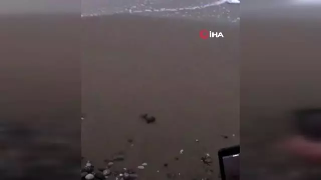 Kıvanç Tatlıtuğ, küçük Can ile caretta carettaları denizle böyle buluşturdu Kıvanç Tatlıtuğ, küçük Can ile caretta carettaları denizle böyle buluşturdu