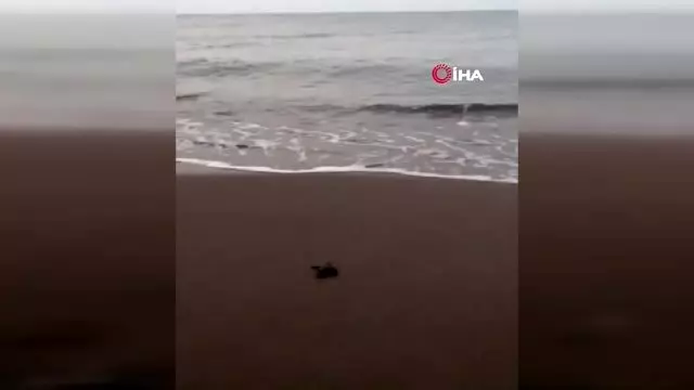 Kıvanç Tatlıtuğ, küçük Can ile caretta carettaları denizle böyle buluşturdu Kıvanç Tatlıtuğ, küçük Can ile caretta carettaları denizle böyle buluşturdu