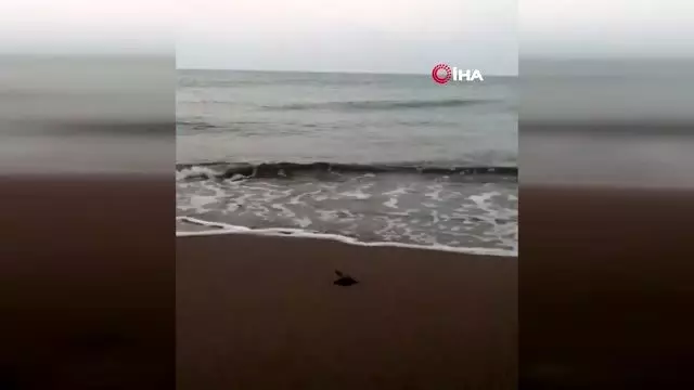 Kıvanç Tatlıtuğ, küçük Can ile caretta carettaları denizle böyle buluşturdu Kıvanç Tatlıtuğ, küçük Can ile caretta carettaları denizle böyle buluşturdu