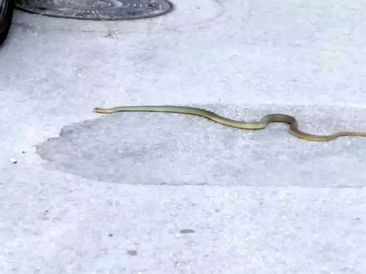 Sokaktaki 2 metrelik yılan görenleri korkuttu Haber Sokaktaki 2 metrelik yılan görenleri korkuttu Haber