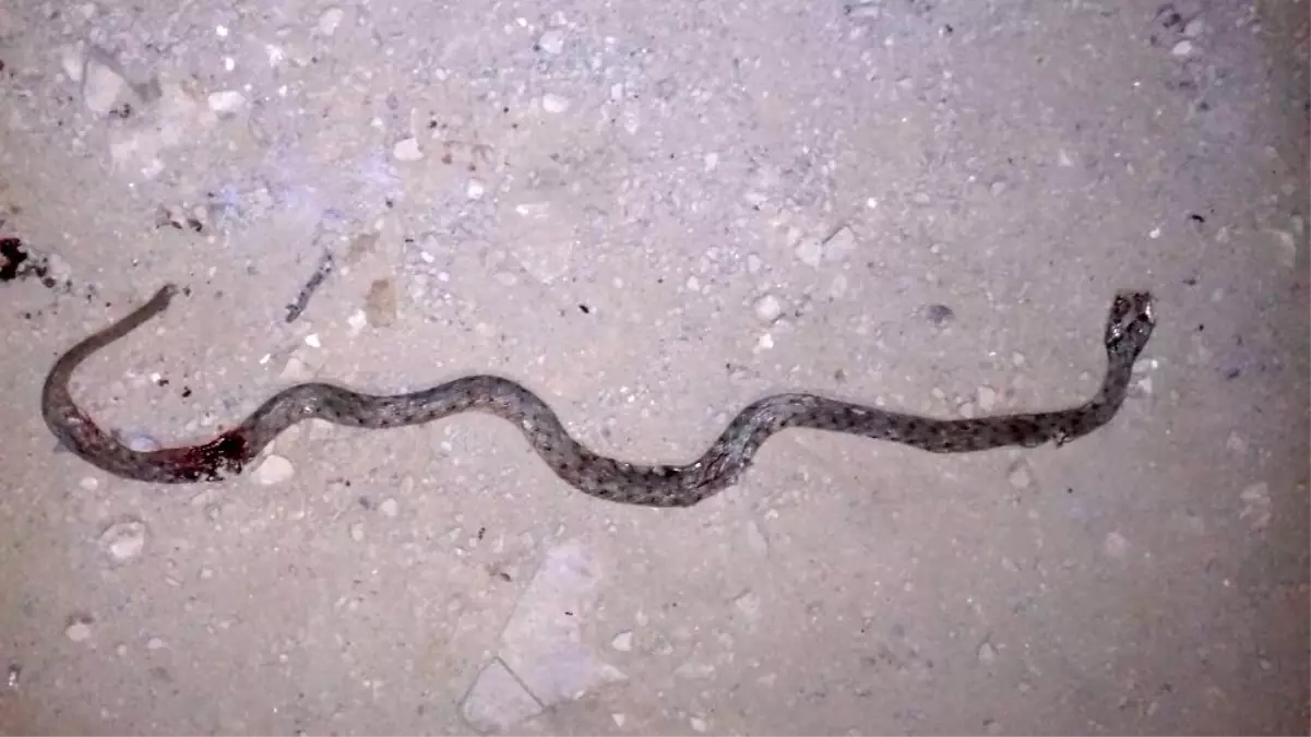 Yüksekova'da mahallede yılan paniği