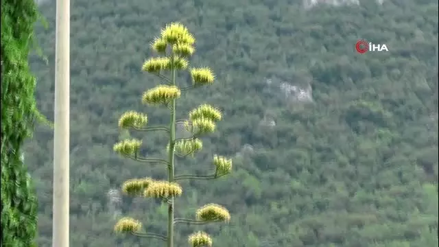 Agave bitkisi 30 yıl sonra çiçek açtı Agave bitkisi 30 yıl sonra çiçek açtı