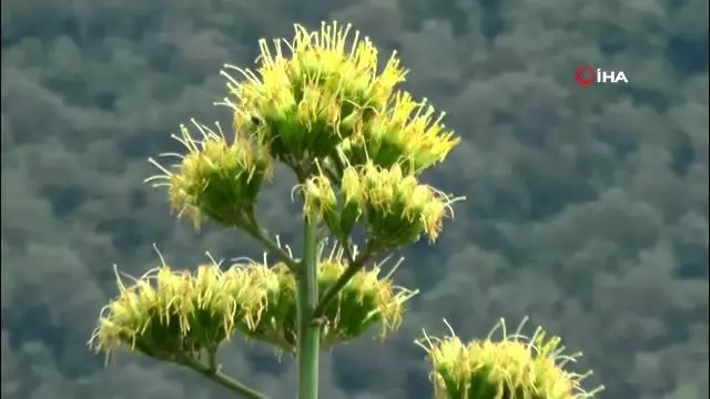 Agave bitkisi 30 yıl sonra çiçek açtı Agave bitkisi 30 yıl sonra çiçek açtı