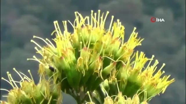 Agave bitkisi 30 yıl sonra çiçek açtı Agave bitkisi 30 yıl sonra çiçek açtı