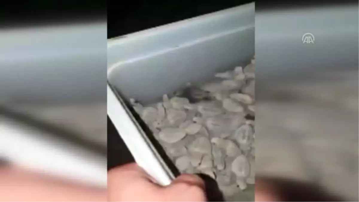 Caretta caretta yavrularını vatandaşlar denize ulaştırdı