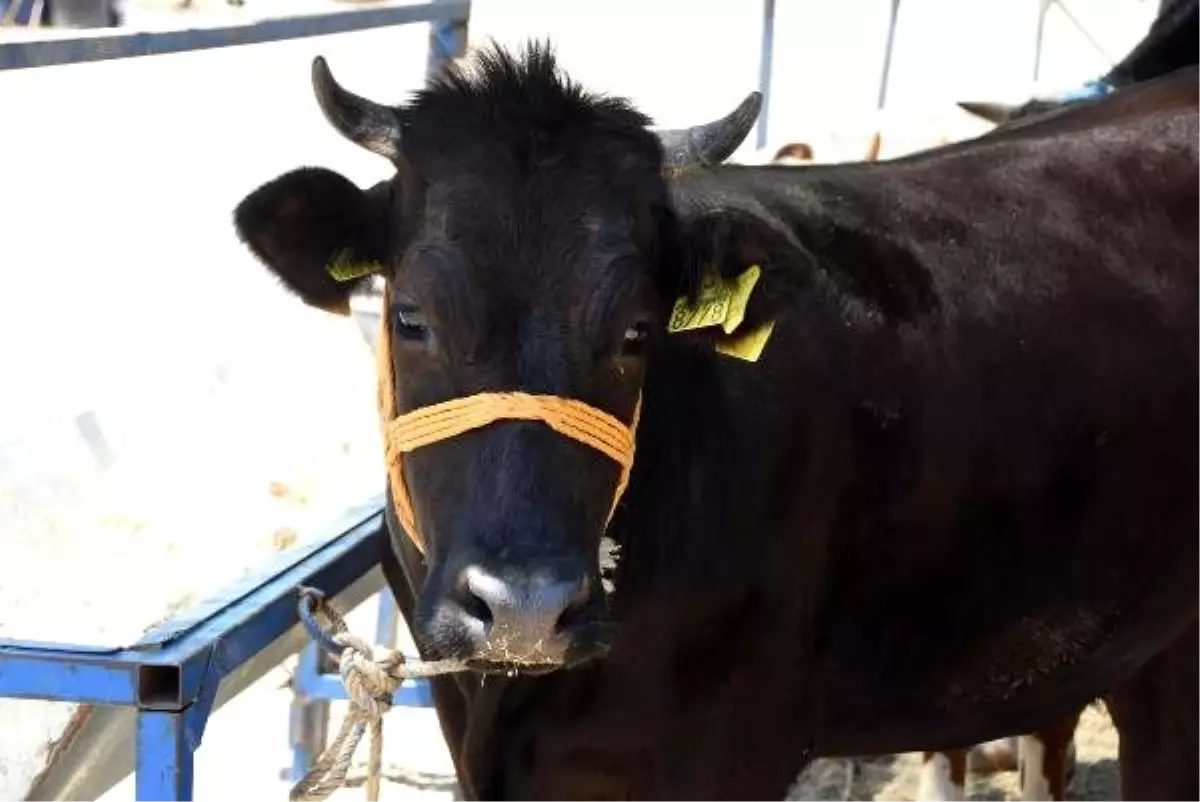 İzmir'de 235 noktada kurbanlık satışı yapılacak