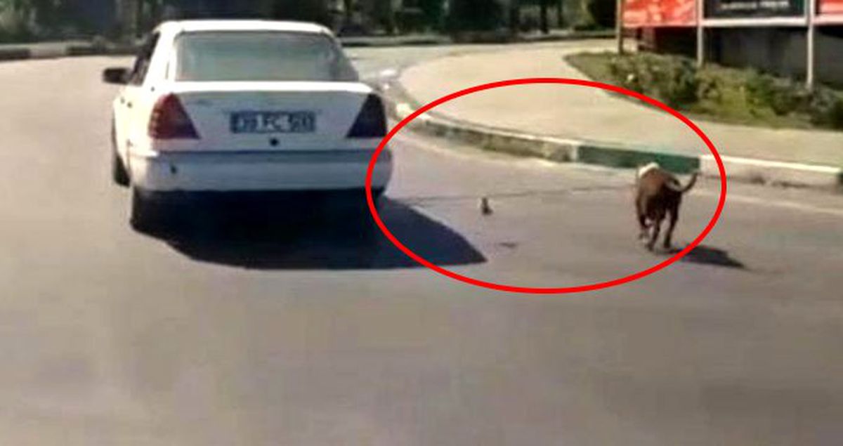 Köpeğini otomobilin arkasına bağlayarak götüren kişiye 773 TL ceza kesildi