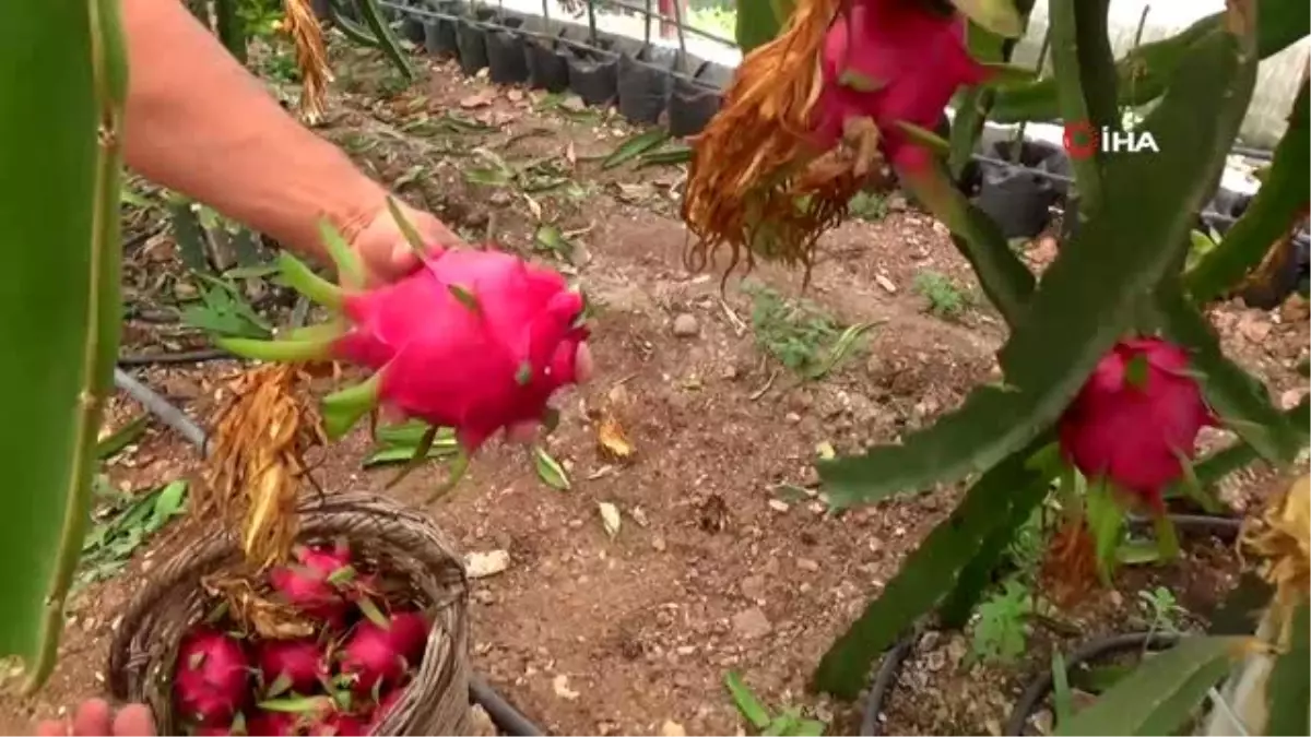Kumluca'da serada Pitahaya hasadı başladı