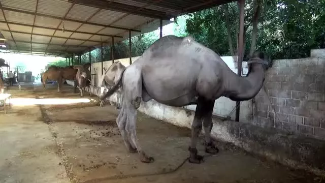 Kurbanlık develer 15 bin liradan satışta Kurbanlık develer 15 bin liradan satışta