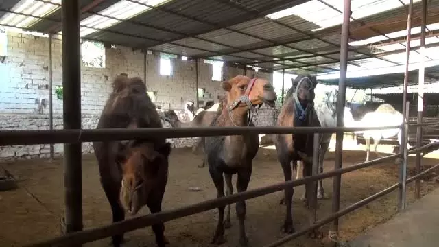 Kurbanlık develer 15 bin liradan satışta Kurbanlık develer 15 bin liradan satışta
