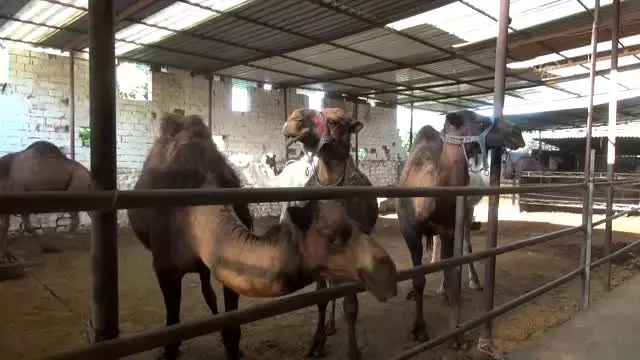 Kurbanlık develer 15 bin liradan satışta Kurbanlık develer 15 bin liradan satışta