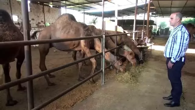 Kurbanlık develer 15 bin liradan satışta Kurbanlık develer 15 bin liradan satışta