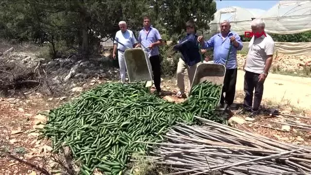 MERSİN SALATALIĞIN KİLOSUNUN 20 KURUŞA DÜŞMESİNİ PROTESTO ETTİLER MERSİN SALATALIĞIN KİLOSUNUN 20 KURUŞA DÜŞMESİNİ PROTESTO ETTİLER