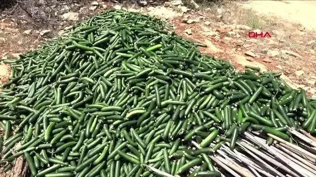 MERSİN SALATALIĞIN KİLOSUNUN 20 KURUŞA DÜŞMESİNİ PROTESTO ETTİLER MERSİN SALATALIĞIN KİLOSUNUN 20 KURUŞA DÜŞMESİNİ PROTESTO ETTİLER