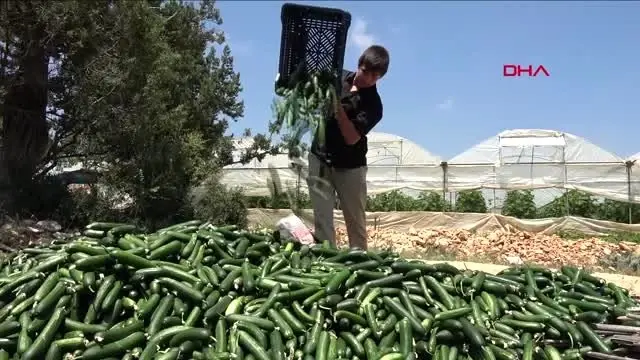 MERSİN SALATALIĞIN KİLOSUNUN 20 KURUŞA DÜŞMESİNİ PROTESTO ETTİLER MERSİN SALATALIĞIN KİLOSUNUN 20 KURUŞA DÜŞMESİNİ PROTESTO ETTİLER