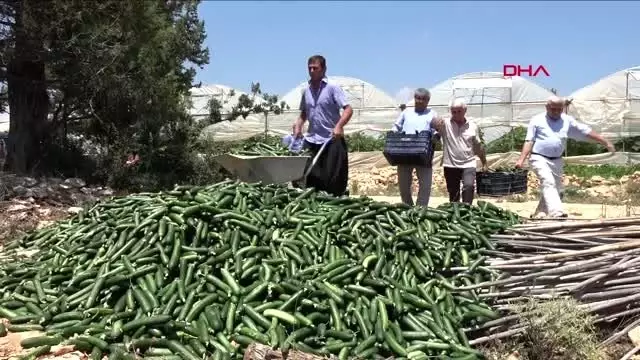 MERSİN SALATALIĞIN KİLOSUNUN 20 KURUŞA DÜŞMESİNİ PROTESTO ETTİLER MERSİN SALATALIĞIN KİLOSUNUN 20 KURUŞA DÜŞMESİNİ PROTESTO ETTİLER
