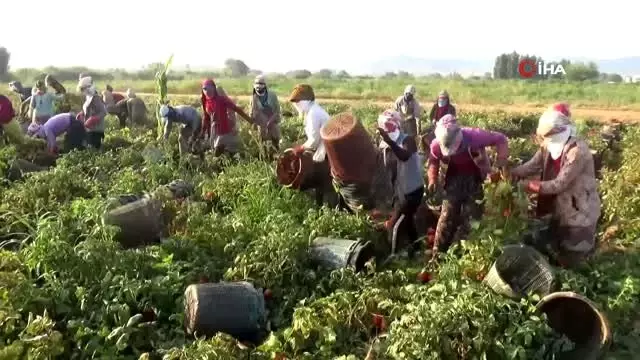 Tarlada çalışan işçilerin kaymakam şaşkınlığı Tarlada çalışan işçilerin kaymakam şaşkınlığı