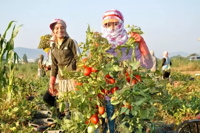 Tarlada çalışan işçilerin kaymakam şaşkınlığı Tarlada çalışan işçilerin kaymakam şaşkınlığı