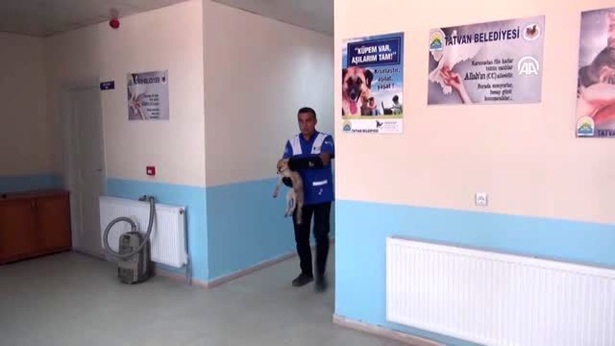 Yaralı tilki tedavi altına alındı
