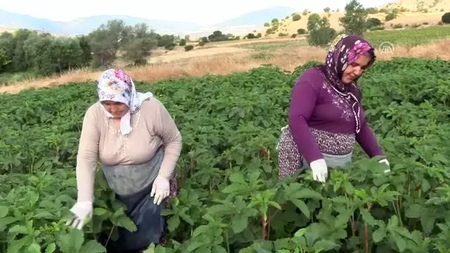 Bamyanın tarladan sofraya zahmetli yolculuğu