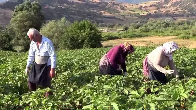 Bamyanın tarladan sofraya zahmetli yolculuğu