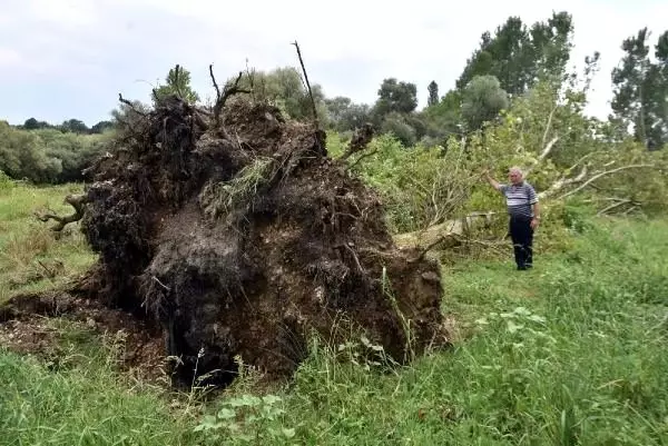 Kırklareli'de hortum ağaçları kökünden söktü, tarlalara zarar verdi
