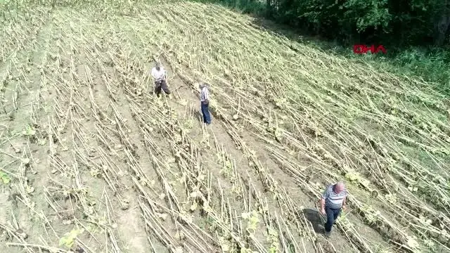 Kırklareli'de hortum dev ağaçları kökünden söktü, tarlaları yerle bir etti