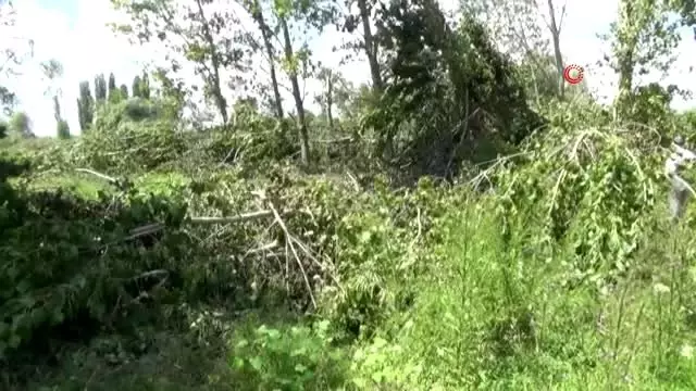 Kırklareli'nde etkili olan hortum ağaçları kökünden söktü