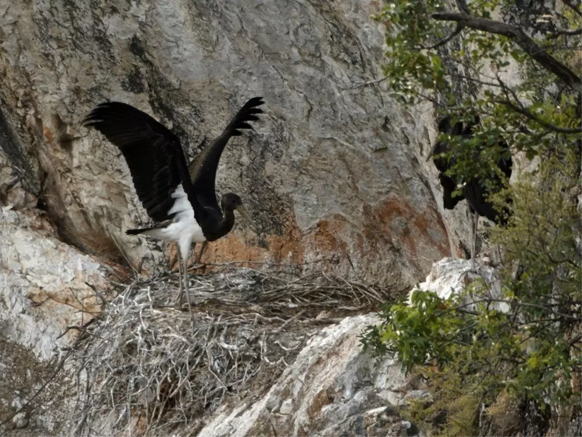 Nadir görülen kara leylekler Bilecik'te