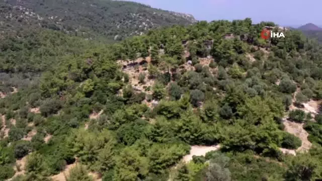 Pedasa kazıları 12.kez start aldı
