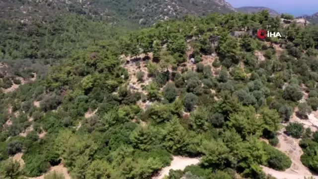 Pedasa kazıları 12.kez start aldı