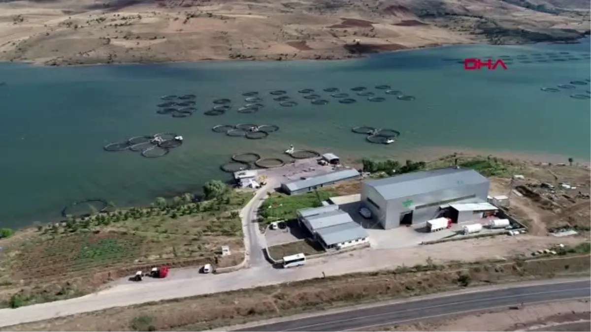 Sivas'tan Rusya'ya alabalık ihracatı