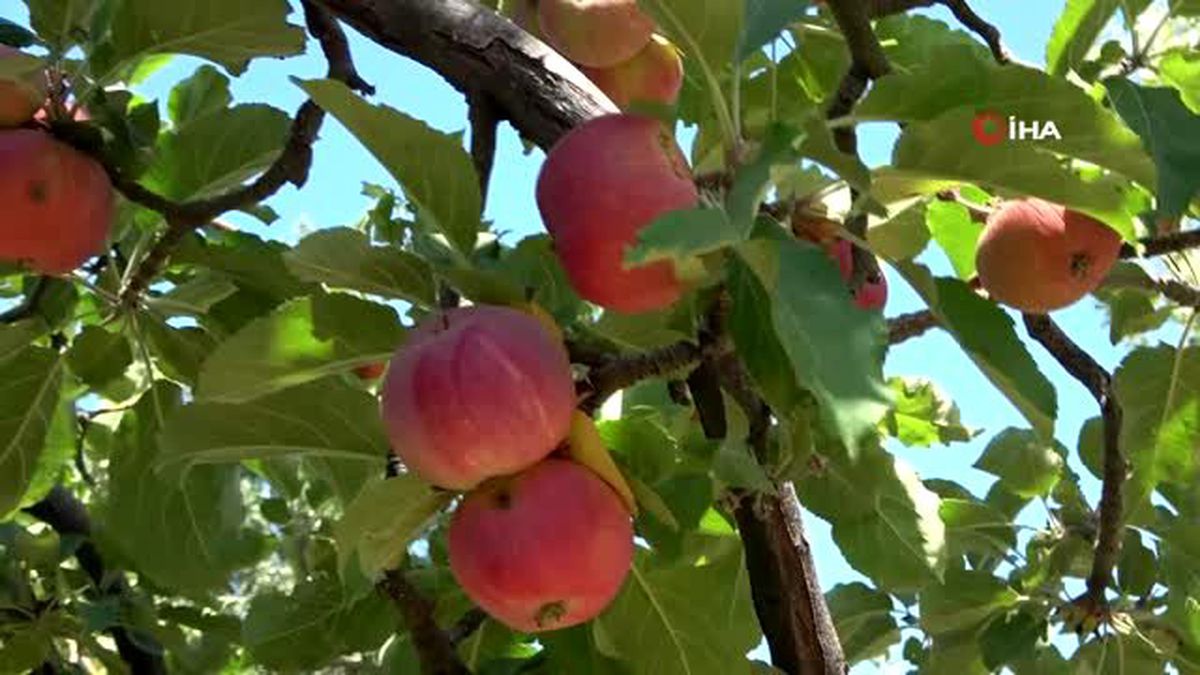 'Yaz elması' olarak bilinen erkenci elma hasadı başladı