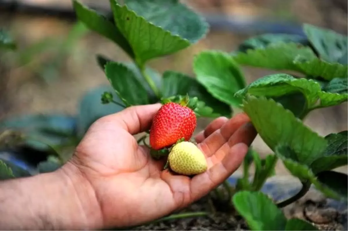 'Yediveren çileği' çiftçinin yüzünü güldürüyor