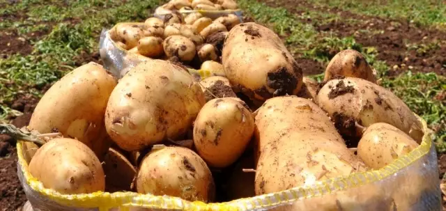 Almanya'da patates fiyatları arttı