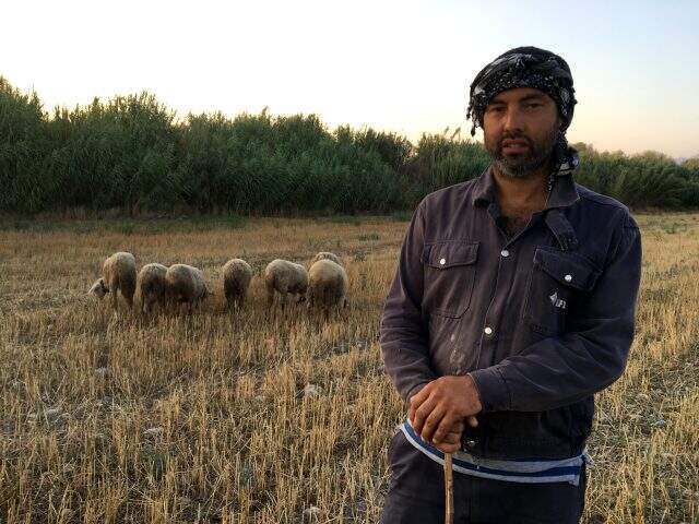 DSP Kemalpaşa Belediye Başkan Adayı Memiş siyaseti bırakıp çobanlık yapıyor