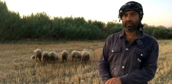 DSP Kemalpaşa Belediye Başkan Adayı siyaseti bıraktı, çobanlık yapıyor