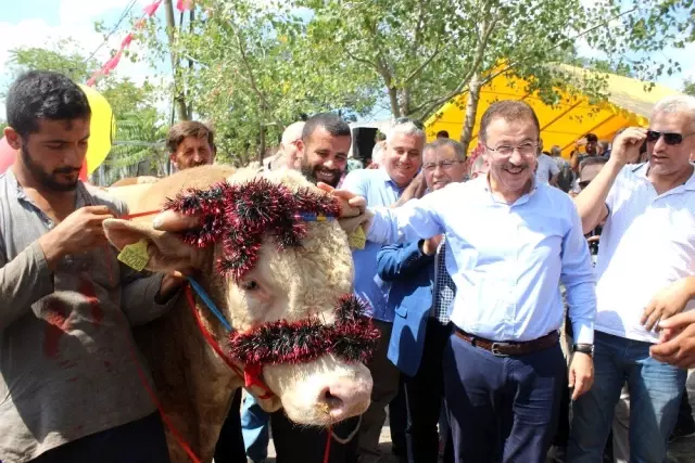 Eyüpsultan en güzel kurbanlığını seçti Eyüpsultan en güzel kurbanlığını seçti