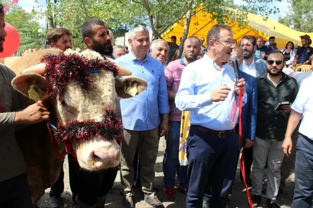 Eyüpsultan en güzel kurbanlığını seçti Eyüpsultan en güzel kurbanlığını seçti