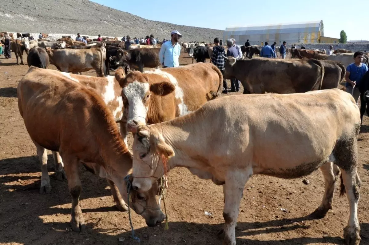 Kars'ta kurbanlık çok alan yok
