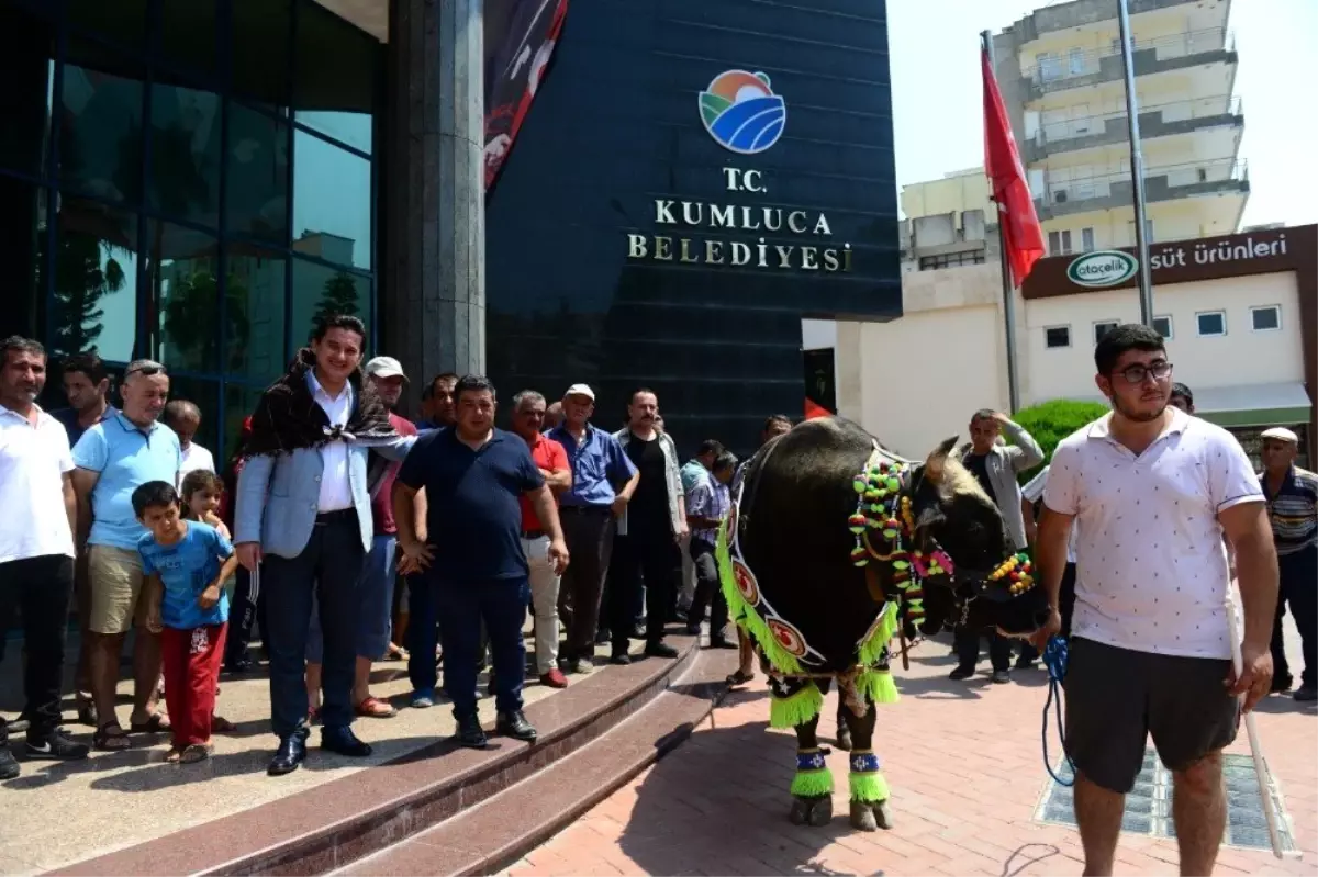 Kumluca'da şampiyon boğalar görücüye çıktı