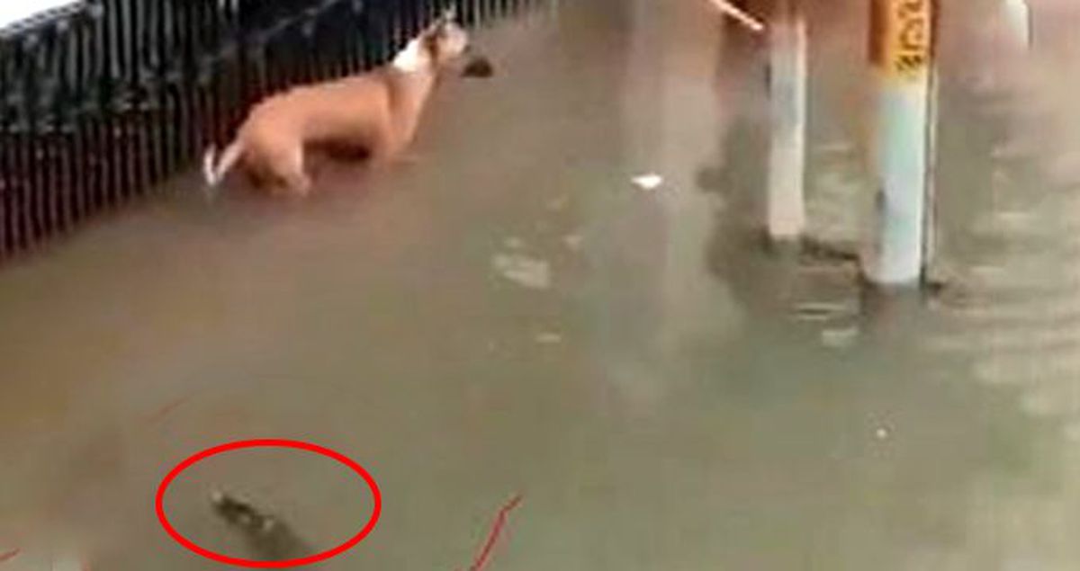 Sel suları ile şehre gelen timsah, köpeğe böyle saldırdı