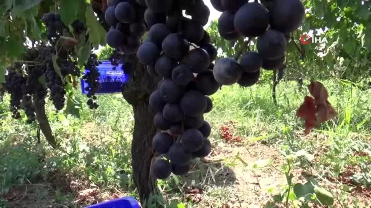 Bağcılığın göz bebeğinde hasat zamanı