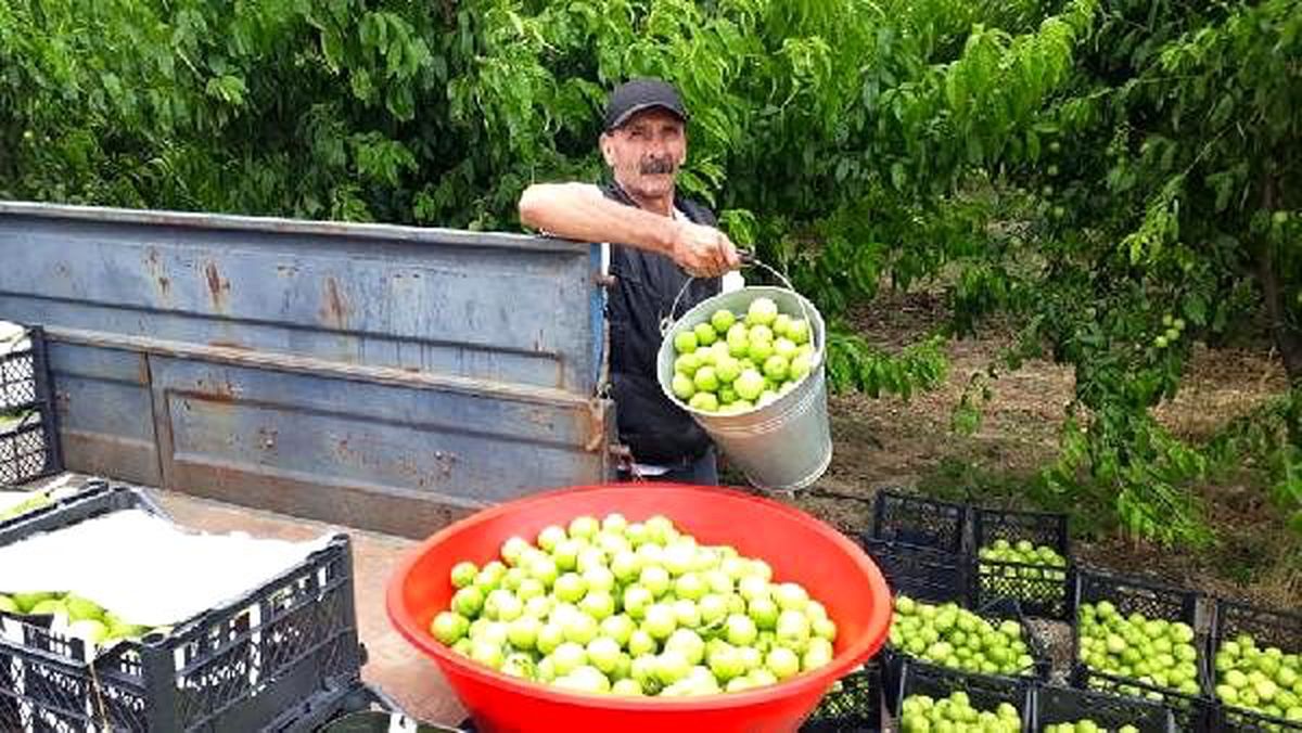 'Bayramiç beyazı' olarak bilinen nektarin üreticinin yüzünü güldürüyor