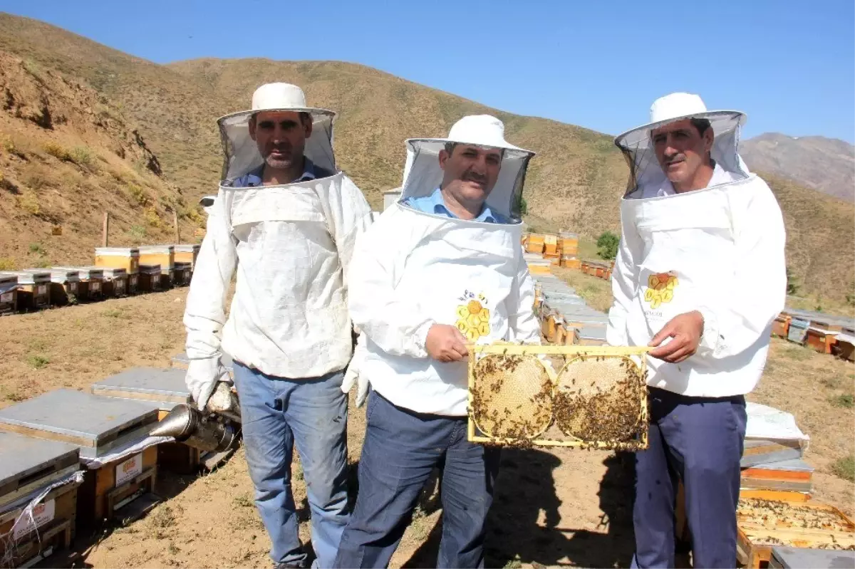 Bingöl'de en tatlı hasat