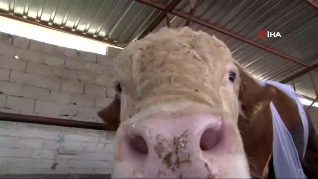 'Kurbanı hastalıklı çıkanlar vatandaşlar yeniden kurban kesmeli' 'Kurbanı hastalıklı çıkanlar vatandaşlar yeniden kurban kesmeli'